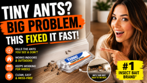 ants